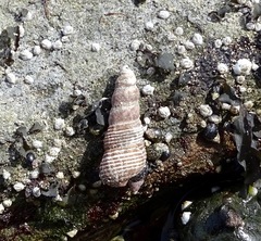 Batillaria attramentaria