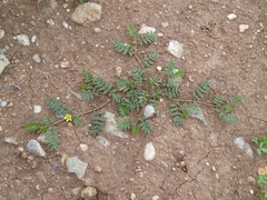 Tribulus terrestris