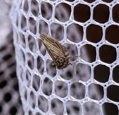 Agallia quadripunctata