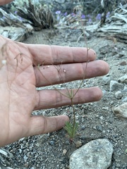 Eriogonum spergulinum