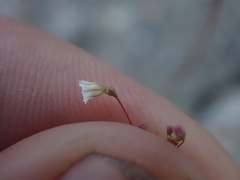 Eriogonum spergulinum