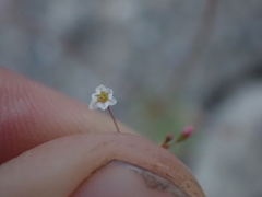 Eriogonum spergulinum