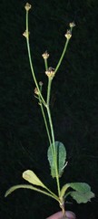 Crepis zacintha