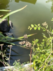 Torilis arvensis recta