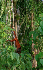 Alouatta sara