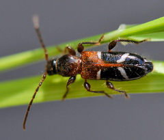 Phymatodes nitidus