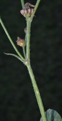 Crepis zacintha