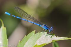 Argia funebris