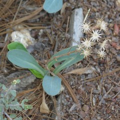 Senecio wootonii