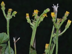 Crepis zacintha