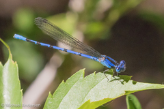 Argia funebris