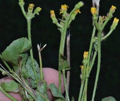 Crepis zacintha