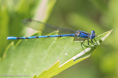 Argia funebris