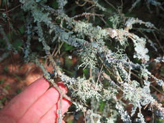 Usnea subgracilis