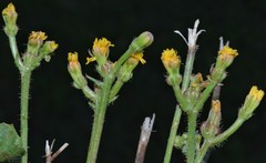 Crepis zacintha