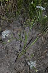 Limnosciadium pinnatum