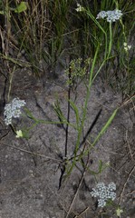 Limnosciadium pinnatum