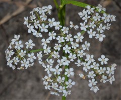 Limnosciadium pinnatum