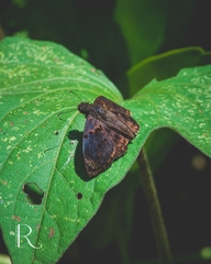 Chiomara mithrax