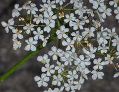 Limnosciadium pinnatum