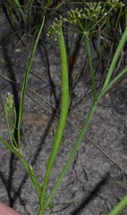 Limnosciadium pinnatum