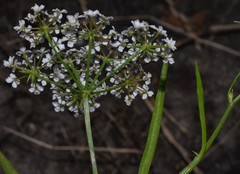 Limnosciadium pinnatum