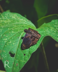 Chiomara mithrax