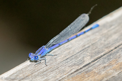 Argia funebris