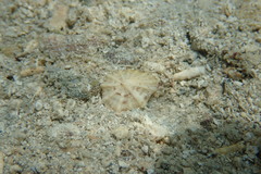 Siphonaria alternata