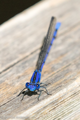Argia funebris