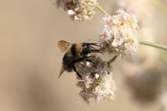 Bombus
