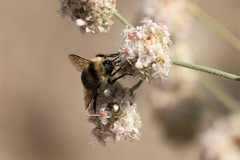 Bombus
