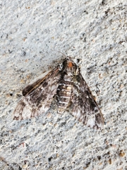 Dolba hyloeus