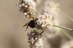 Bombus