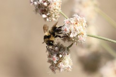 Bombus
