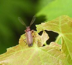 Schizotus cervicalis