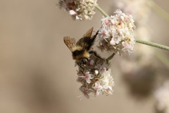 Bombus