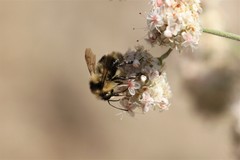 Bombus