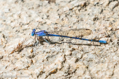 Argia funebris