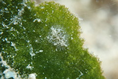 Vallicula multiformis