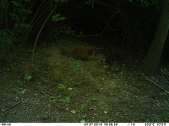 Sylvilagus floridanus