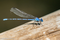 Argia funebris