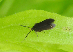 Dichomeris nonstrigella