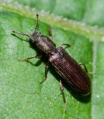 Lyctus
