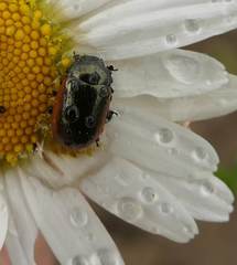 Chrysolina marginata