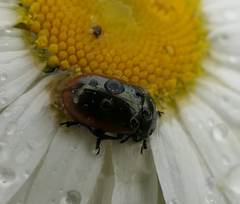 Chrysolina marginata