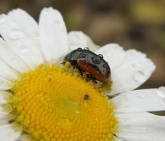 Chrysolina marginata