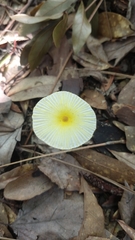Leucocoprinus fragilissimus image