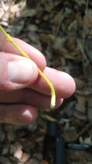 Leucocoprinus fragilissimus image