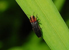 Agrilus vittaticollis